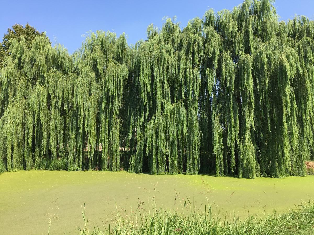 Willa Agriturismo Tenuta La Pila Villa Bartolomea Zewnętrze zdjęcie